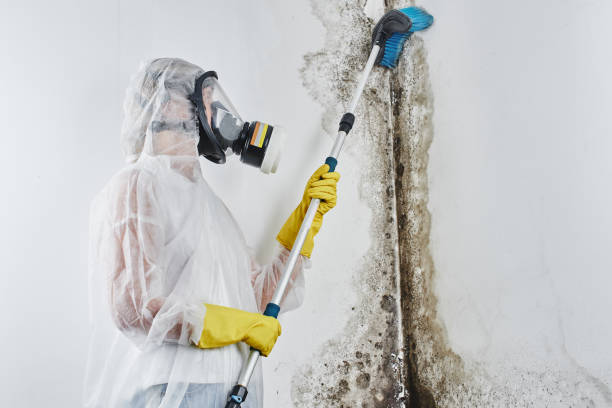 Best Water Damage Restoration  in Algonac, MI