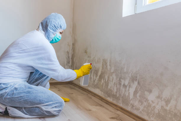 Best Toxic Mold Removal  in Algonac, MI