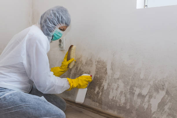 Best Home Mold Removal  in Algonac, MI