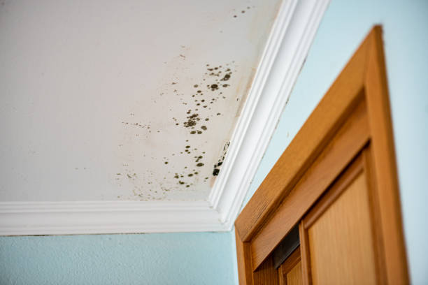 Best Emergency Mold Removal  in Algonac, MI