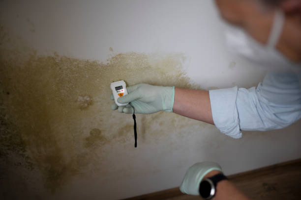 Best Commercial Mold Removal  in Algonac, MI