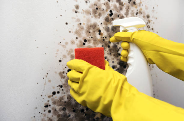 Best Affordable Mold Removal  in Algonac, MI