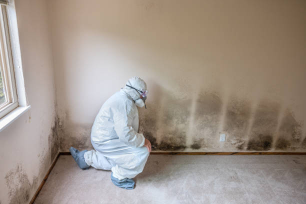 Best Mold Cleaning Services  in Algonac, MI