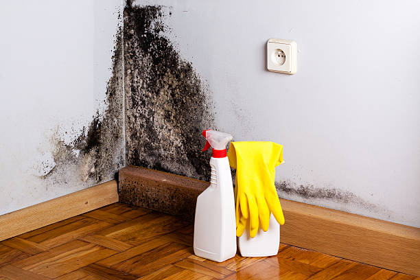 Best Mold Testing  in Algonac, MI