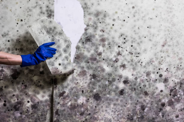 Best Attic Mold Removal  in Algonac, MI