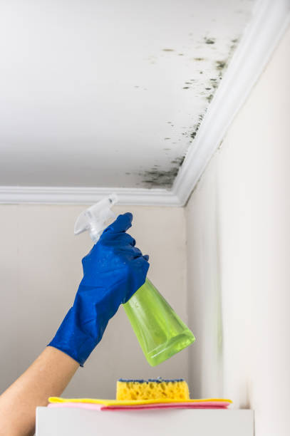 Best Crawl Space Mold Removal  in Algonac, MI
