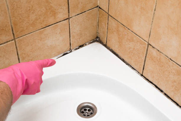 Best Affordable Mold Removal  in Algonac, MI